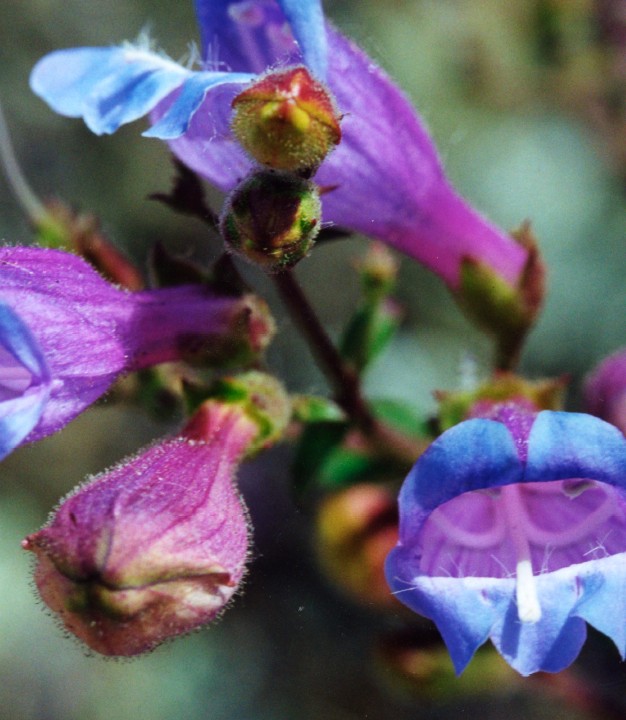 Cut-leaf Penstemon Flower Essence 